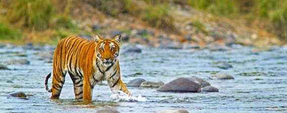 Wildlife Sanctuary in Corbett